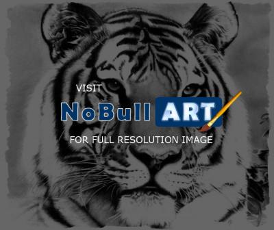 Pencil Drawings Of Animals - Tiger Pencil Drawing - Pencil  Paper